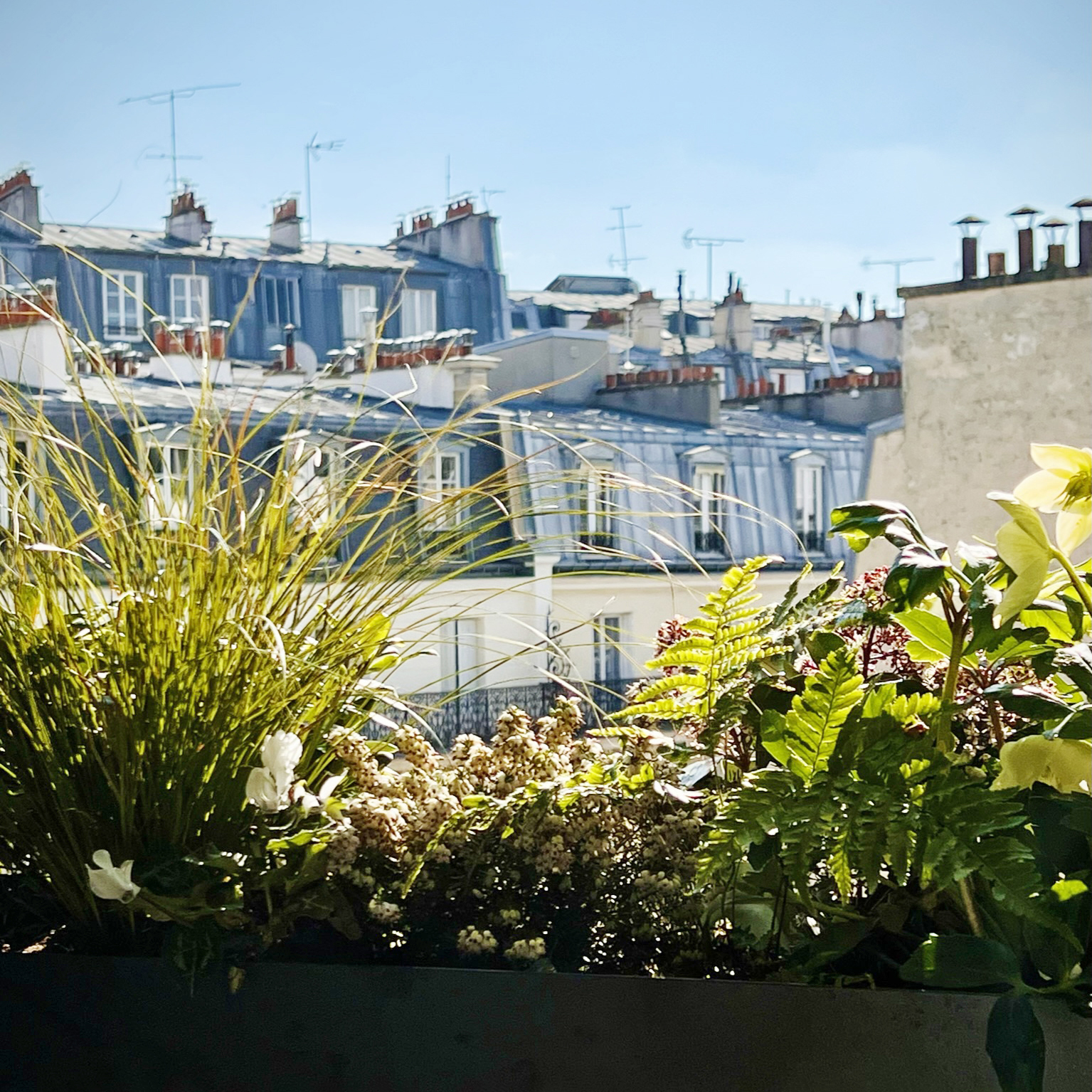 aménagement paysager balcon Montmartre paris création de bacs sur mesure plantation et entretien des idées un projet 75, 78, 92 Xavier Patricot paysagiste concepteur